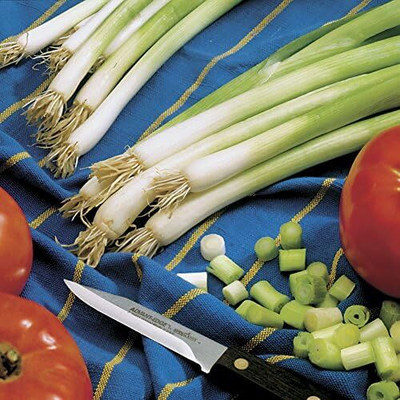 Qualtivate PUA-8A Parade Green Onion Seeds Seed(500 per packet)