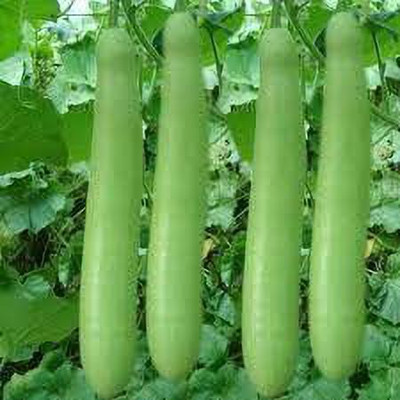 KANAYA Long BottleGourd(Lauki) Seed(40 per packet)