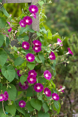 abiswas Morning Glory (Ipomoea) Flower Seed(1202 per packet)