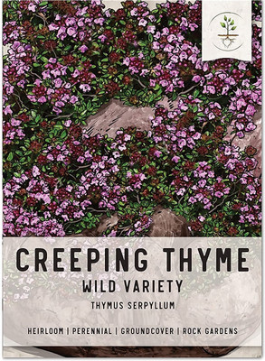 Qualtivate VXI-213 Creeping Thyme-Thymus Serpyllum Seed(200 per packet)
