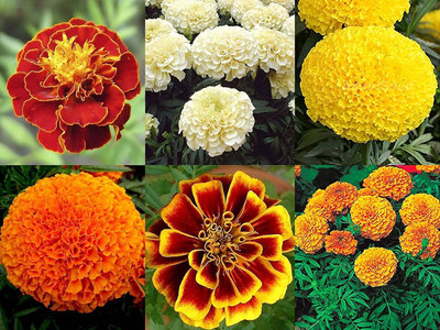 Lorvox genda phool ,marigold Seed(460 per packet)