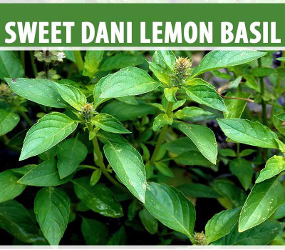 VibeX ® VXI-14 Ocimum basilicum Sweet Dani Basil Seed(1000 per packet)