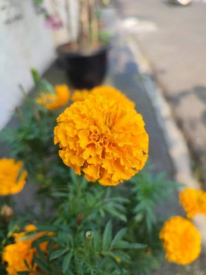 Sandhya Darshan marigold/gende ka phool flower seeds Seed(75 per packet)