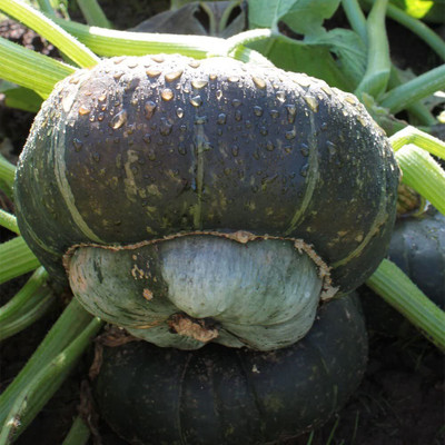 VibeX TLX-58 - Organic Discus Squash Discuss Buttercup - (75 Seeds) Seed(75 per packet)