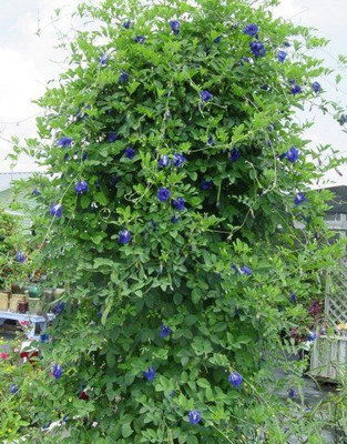 Dasstore Aprajita flower seeds pack of 20 Seed(20 per packet)