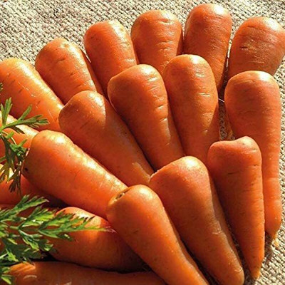 VibeX ® LXI-158 Carrot Chantenay Royal Red Seed(500 per packet)