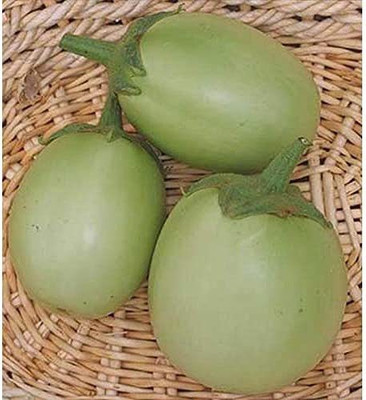 WILLVINE NDIR-852 Oval Green F1 Hybrid Brinjal Seeds Seed(200 per packet)
