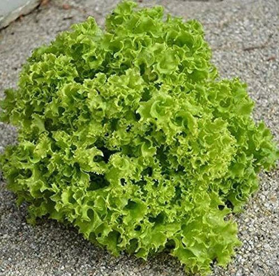 CYBEXIS Rare Seeds Lettuce Lollo Bionda2000 Seeds Seed(2000 per packet)