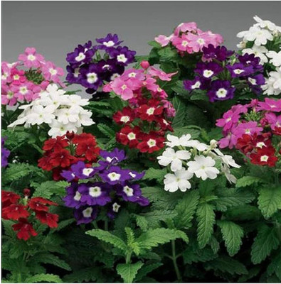 BDSresolve Verbena bonariensis seeds PACK OF 20 Seed(20 per packet)