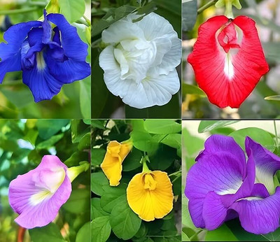 isarkars ™️Aparajita Seeds, Mixed Colors, ButterflyPea Seed(18 per packet)