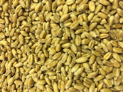 CYBEXIS HUA-99 - Premium Hard Red Winter Wheat - (22500 Seeds) Seed(22500 per packet)