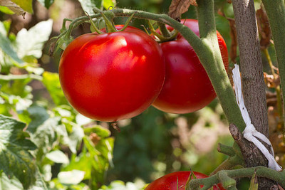 Sidhi nazar Enterprises tomato Seed(105 per packet)