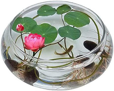 VibeX ® VMR-268 Pink Lotus Flower Seeds Seed(25 per packet)