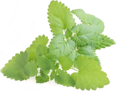 CYBEXIS NDIR-68 - Catnip for Planting - (4500 Seeds) Seed(4500 per packet)