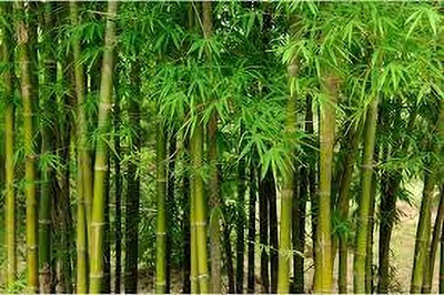 BJUBAS Bamboo tree seeds pack of 32 Seed(32 per packet)
