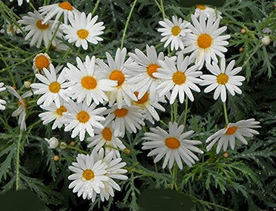 VibeX VXI-36 - Flower : White Daisy - (180 Seeds) Seed(180 per packet)