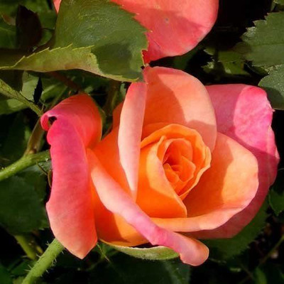 CYBEXIS PUAS-94 - Apricot Pink Orange Climbing Rose - (100 Seeds) Seed(100 per packet)