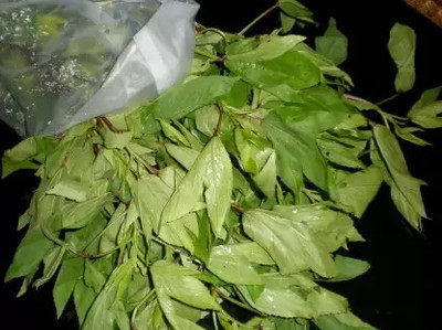 Aro Ambada Red, Gongura, Roselle Seed(66 per packet)