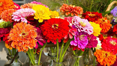 Quentova GIANT CALIFORNIA ZINNIA MIX-PUAS-6H Seed(100 per packet)