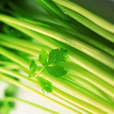 CYBEXIS Hybrid Celery Seeds Garden Outdoor700 Seeds Seed(700 per packet)