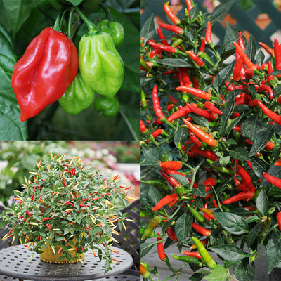 PMA bumbai chilli, pure dasi chilli Seed(125 per packet)