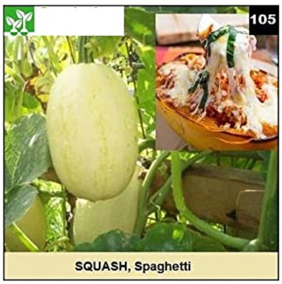 CYBEXIS SPAGHETTI SQUASH Seed(200 per packet)