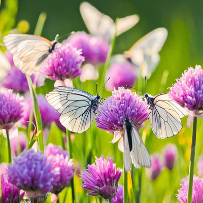 CYBEXIS LXI-39 - Common Chives for Planting - (250 Seeds) Seed(250 per packet)