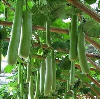 Quentova Long Bottle Gourd Seeds-VIC Seed(75 per packet)