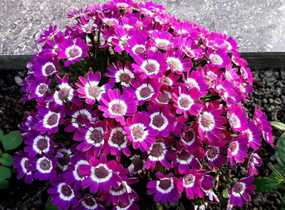 Lorvox Cineraria Early Perfection Mixed Seed(13 per packet)