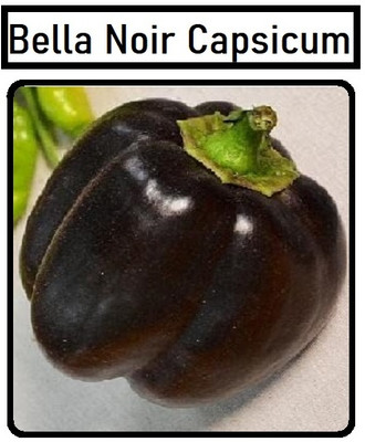 Biosnyg Heirloom Bella Noir Capsicum Vegetable Seeds for Garden-(50 Seeds) Seed(50 per packet)