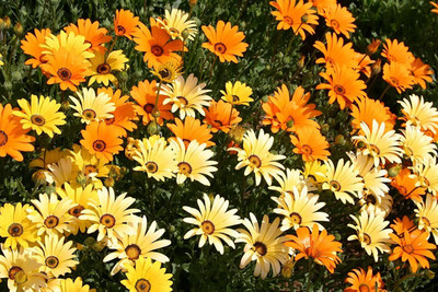 CYBEXIS HUA-99 - African Mix Daisy Flower - (180 Seeds) Seed(180 per packet)