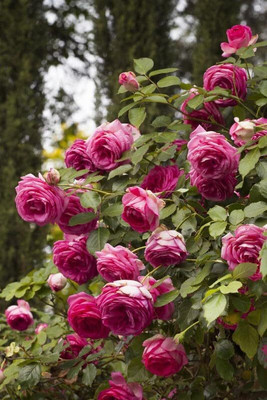 CRGO ROSE , GULAAB Seed(65 per packet)