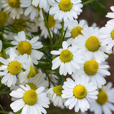 VibeX NBIR-59 - Common German Chamomile - (750 Seeds) Seed(750 per packet)