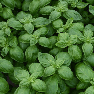 VibeX ® VLR-27 Basil Nufar(Ocimum basilicum) Seed(1000 per packet)