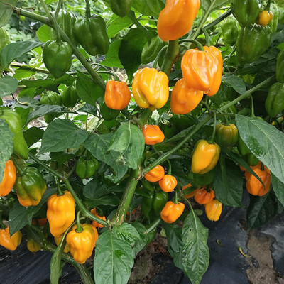 CYBEXIS Organic Hybrid chilli Pepper Seeds2400 Seeds Seed(2400 per packet)