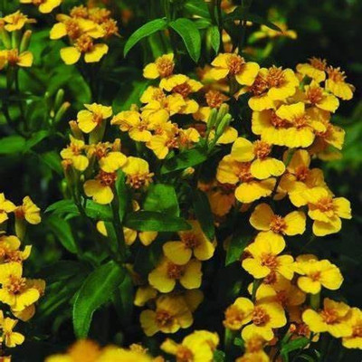 CYBEXIS VXI-70 - Sweet Licorice Marigold - (2250 Seeds) Seed(2250 per packet)