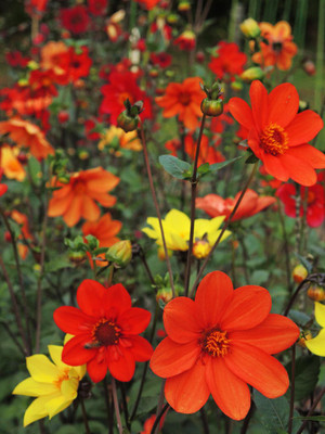 Seedsqlty Dahlia flower seeds mix colour, high germination (40 seeds) Seed(40 per packet)