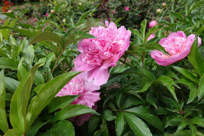 XOLDAA balsam frower Seed(30 per packet)