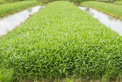abiswas Water Spinach Seed(2800 per packet)