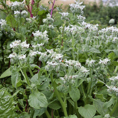 CYBEXIS LXI-73 - White Borage Herb - (1350 Seeds) Seed(1350 per packet)