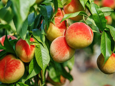 ACCELCROP Peach Dry Seed(5 per packet)