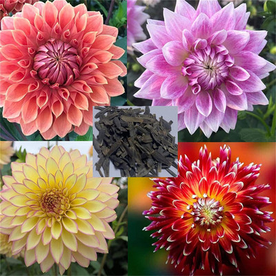 CYBEXIS Rare Flower Seeds Dahlia Seeds Compound Petals Multi-Color Mixed Seed(1 g)