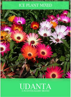 Udanta Iceplant Mix Winter Gardening Flowers Seeds Avg 30-40 Each Packet Seed(1 per packet)