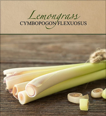 Qualtivate NDIR-118 Lemon Grass/Lemongrass Seeds Seed(500 per packet)