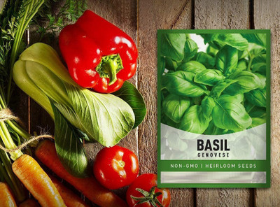 CYBEXIS VVI-89 - Basil Genovese Ocimum Basilicum - (4500 Seeds) Seed(4500 per packet)