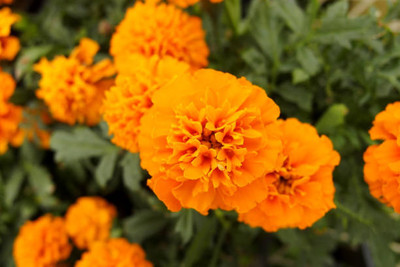KRITHARTH marigold/gende ka phool flower seeds Seed(50 per packet)