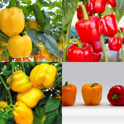 ibains Indoor bell pepper seeds shimla mirchi pack of 38 Seed(155 per packet)