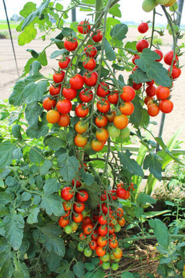 dvk tomato Seed(145 per packet)