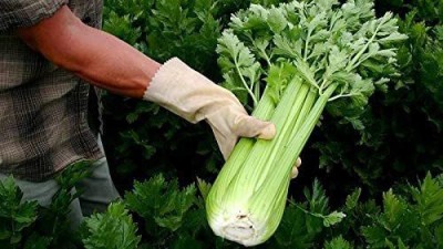 VibeX KGF -37 - Green Leaf Stalk Celery Celeriac - (250 Seeds) Seed(250 per packet)