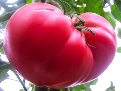 Biosnyg Disease-Resistant Pink Giant Tomato Seeds For Hydrophonics - (2000 Seeds) Seed(2000 per packet)